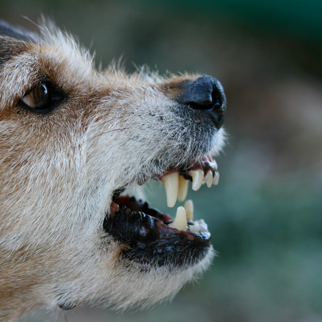 Verhaltensauffällige Hunde? Entdecken Sie maßgeschneidertes Training bei Hundeschule Herkules. Experten helfen Ihrem Hund zu harmonischem Verhalten.