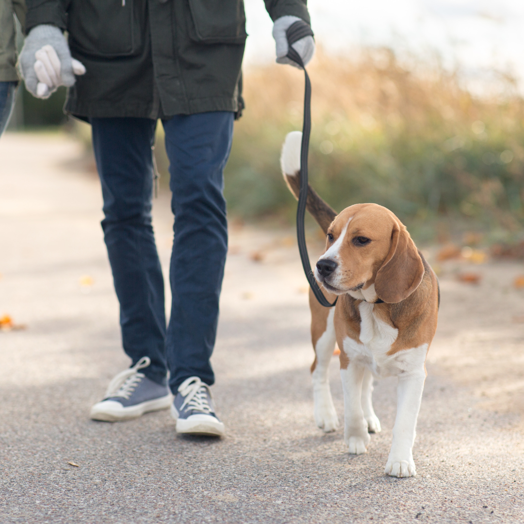 Entdecken Sie bewährte Methoden, um Ihrem Hund eine perfekte Leinenführigkeit beizubringen. Experten-Tipps für harmonische Spaziergänge.